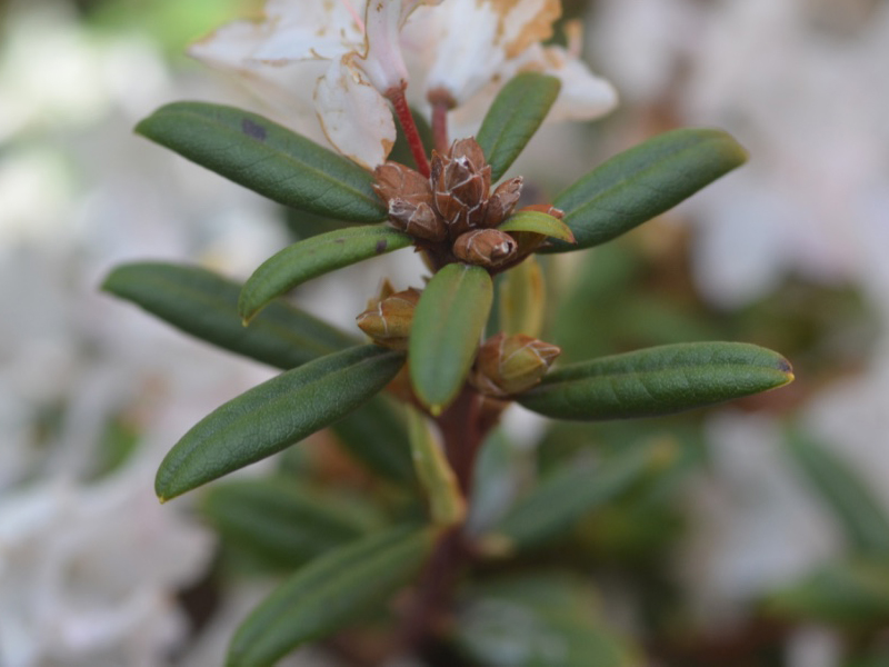Rhododendron-Sugar-Puff lf.jpg